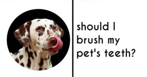 Brush pets teeth graphic